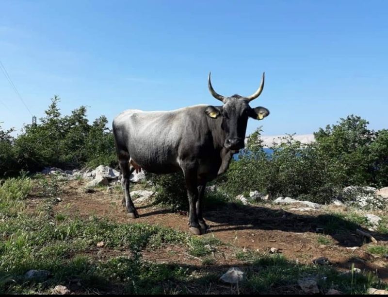 Meso istarskog goveda boškarina
